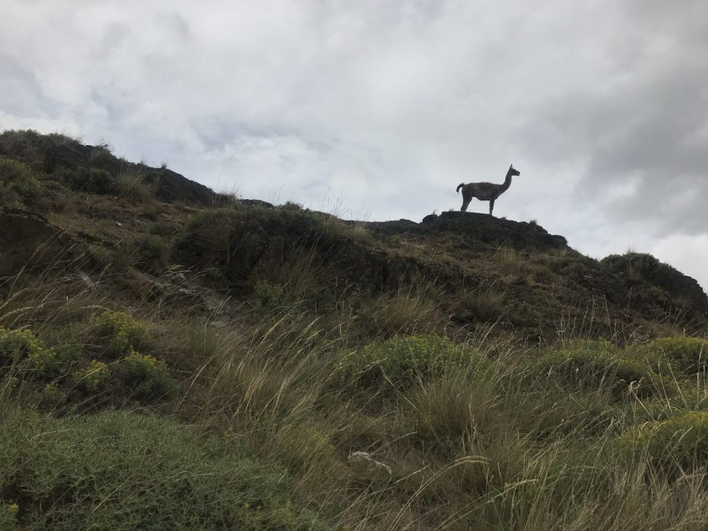 Fieldwork in the Río Nef basin, Chilean Patagonia, December 2020